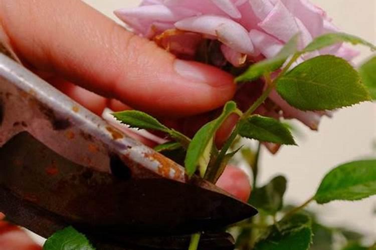 5月份月季开花过后,管理养护后会再次开花爆盆,如何养呢？