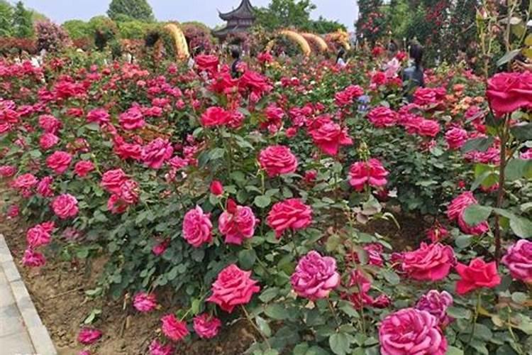 月季开花后如何施肥