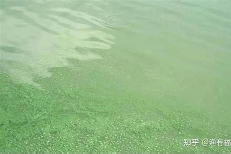 月季花败后施什么肥