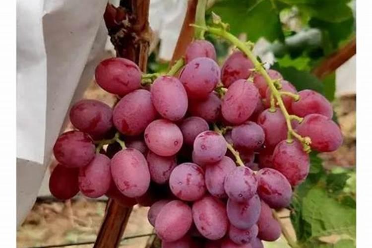 克伦生葡萄上色用什么肥料