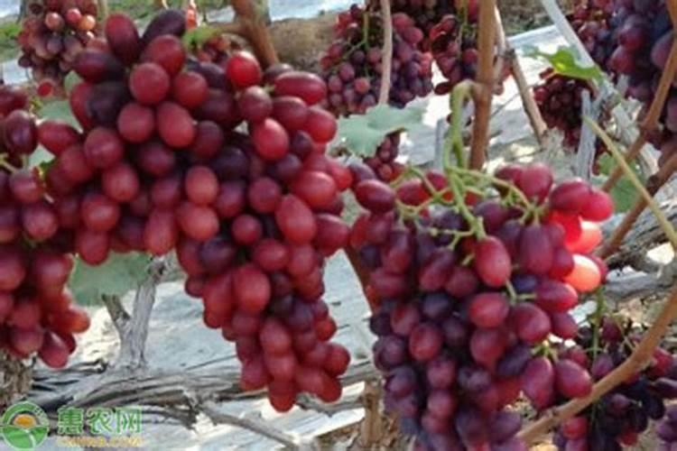 克伦生葡萄上色用什么肥料