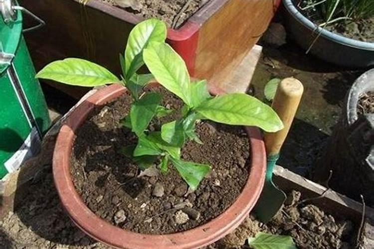 青储在窖里密封不动可以存放多少年 喂肉牛有什么影响吗 时间长了还有没...