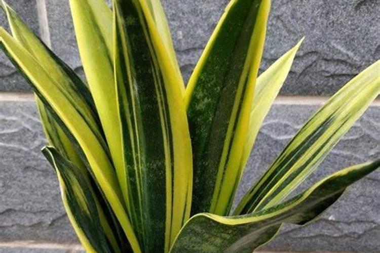 君子兰怎样浇水施肥 君子兰施肥的方法