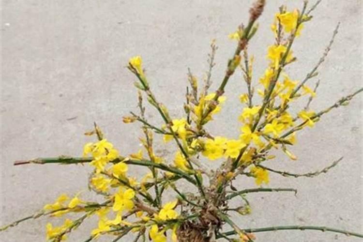 海藻肥能完全取代传统化肥吗？