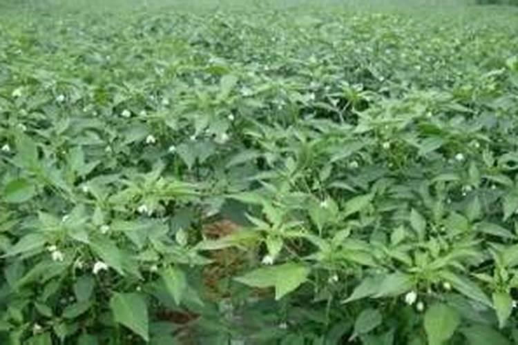 西芹的增产管理和施肥要点有什么？怎样施肥？