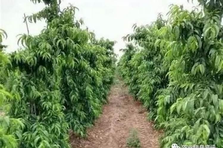 宁夏贺兰山化肥有限公司怎么样？