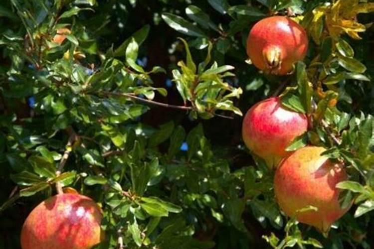 石榴树无公害施肥技术是什么？