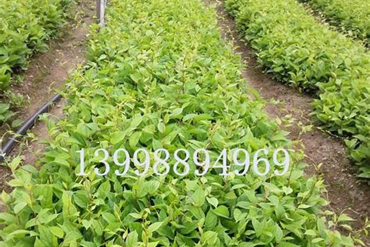 五味子的养殖方法和注意事项