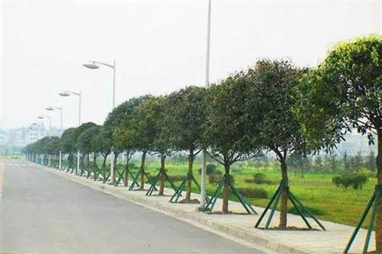 养花用什么肥料最好