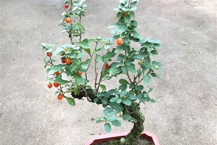 如何栽树易成活？