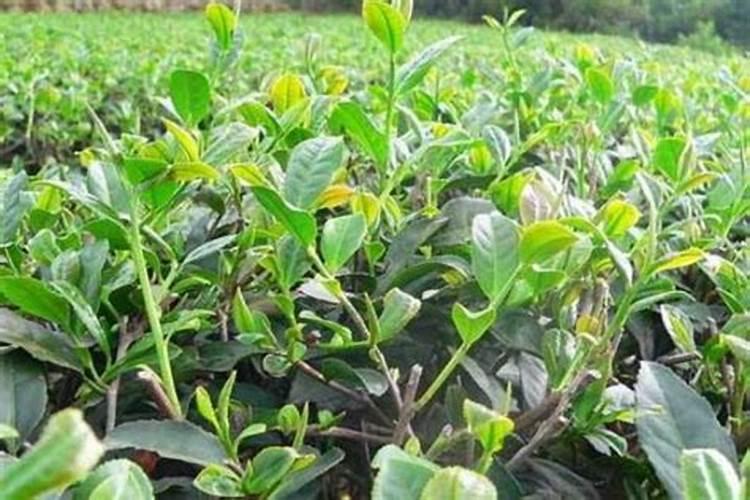 肽对人体起到很多作用？甲鱼骨胶原肽对人身体起到的作用有哪些？