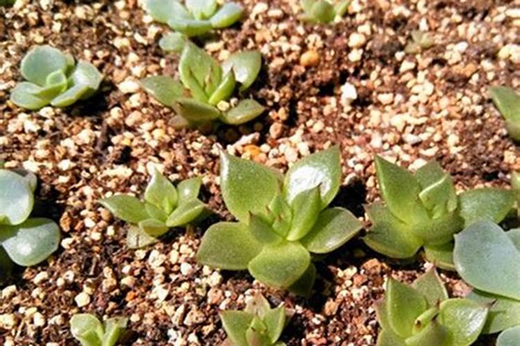 多肉施什么肥最好 适合用什么肥料