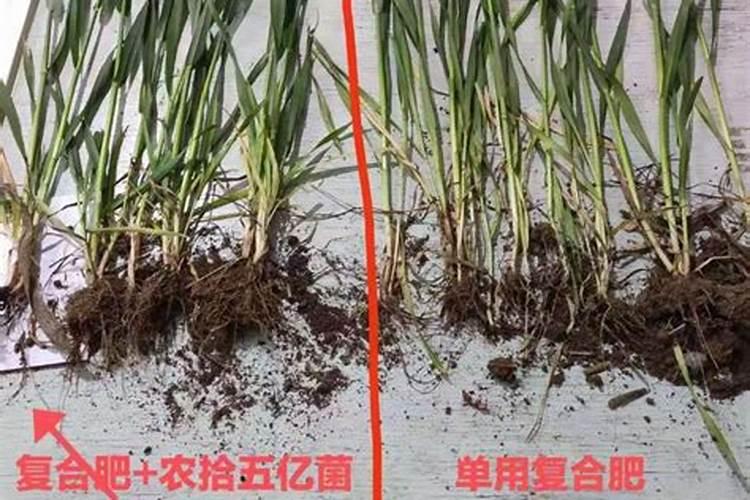 种小麦用菌肥都有那些好处？