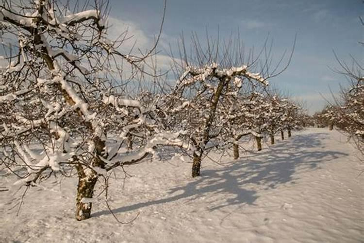 叶面肥高温天气几点打好
