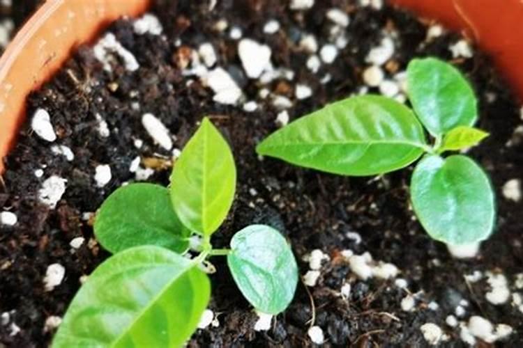 花施氮磷钾肥使用方法