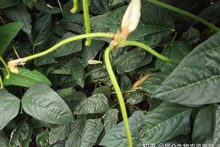 种植豆角,需要施什么肥