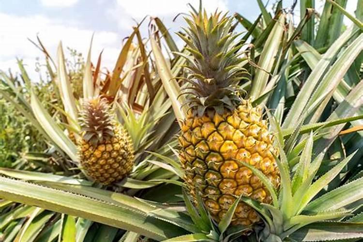 菠萝皮沤的肥料不知道还能不能用