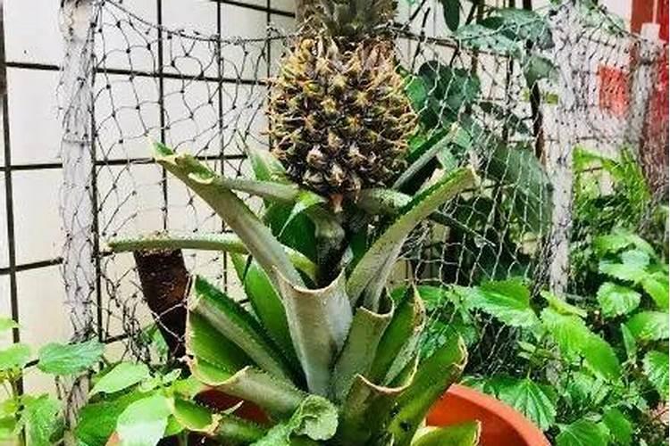 菠萝皮泡水可以浇花吗