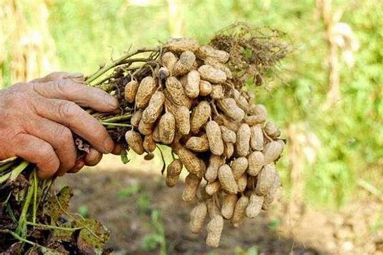 草木灰作花肥如何？