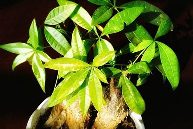 顺式氯氰菊酯农药能打玉米虫吗