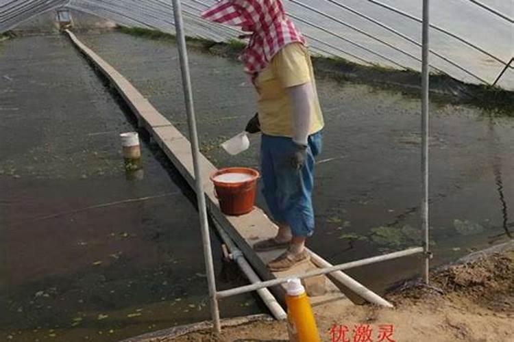 鹰嘴豆和黄豆的营养价值哪个高？