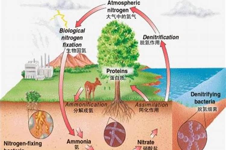 合成氮肥属于有机肥料吗