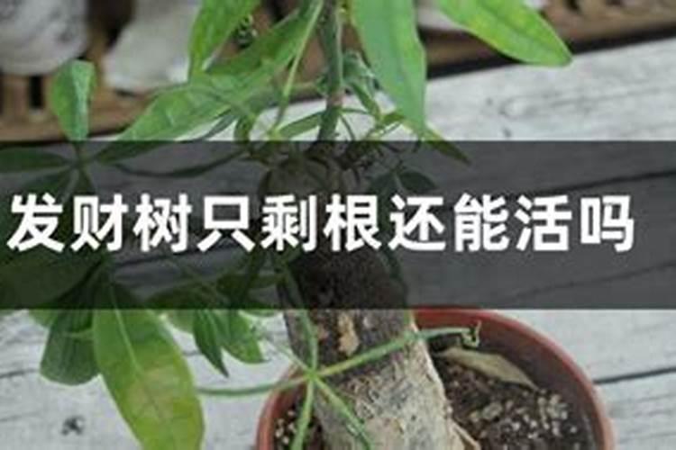 怎样辨别水果是否含有农药残留