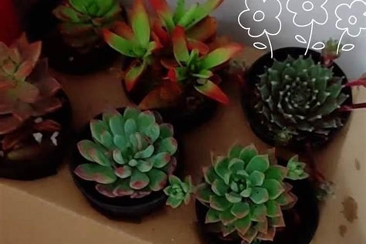 荔枝小苗放什么肥料长的快一年可以长果子出来了