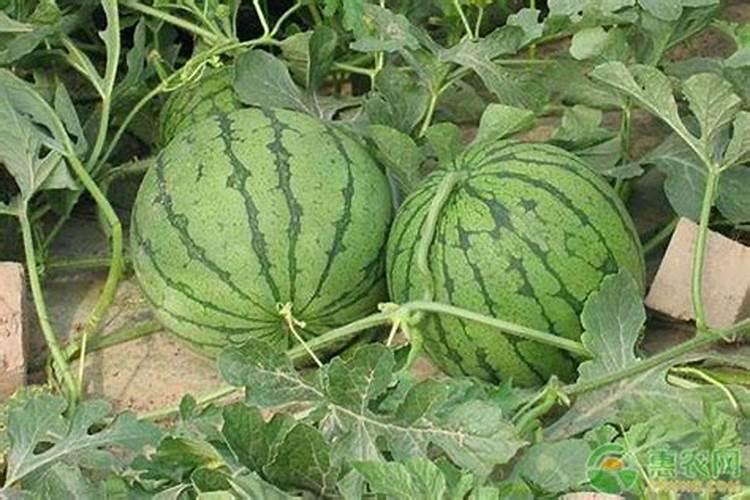 怎样使用磷酸二氢钾