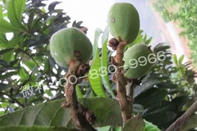 在果树生产要施用哪些微量元素