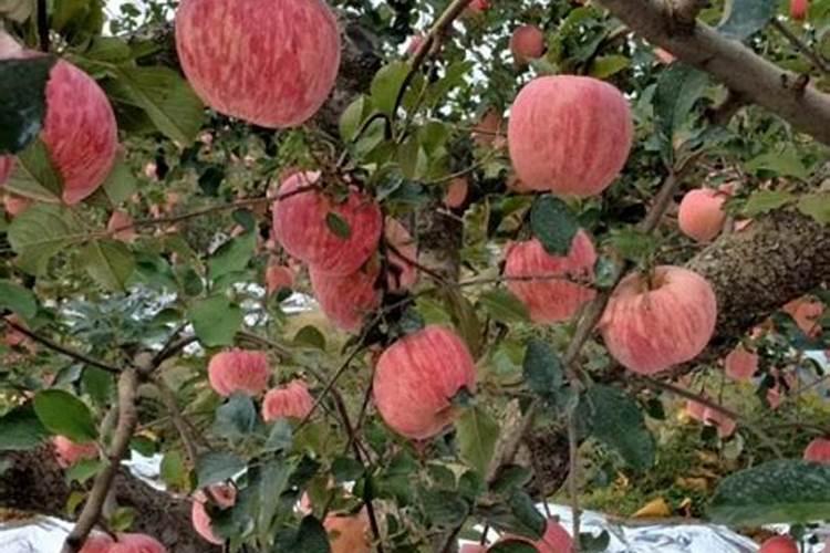 种植花生磷肥的正确方法