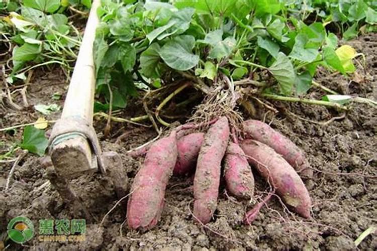 促进开花的肥料促开花需什么肥