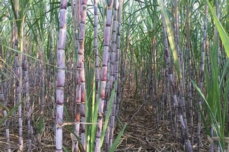 农用硼砂使用方法