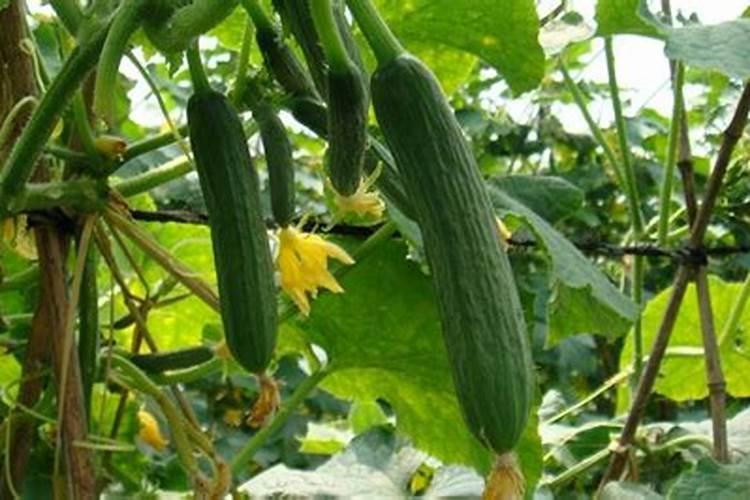 黄瓜施用叶面肥需要注意什么