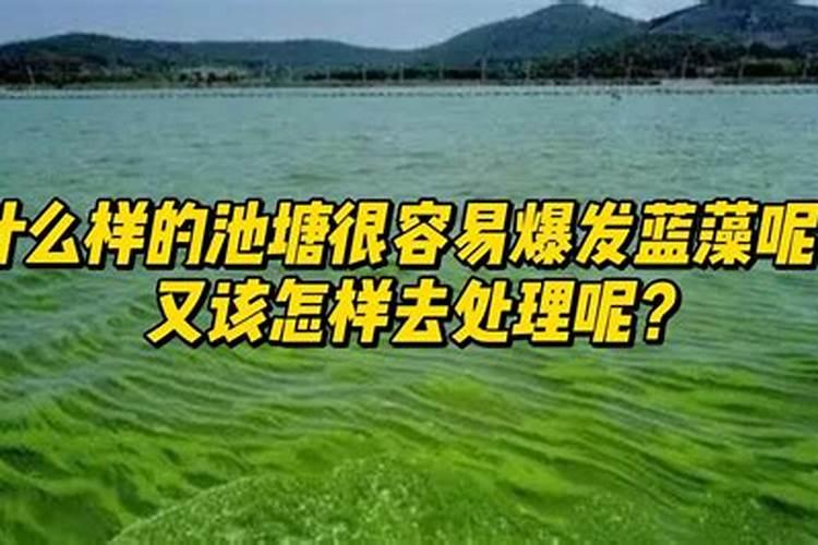 蓝藻爆发怎么处理