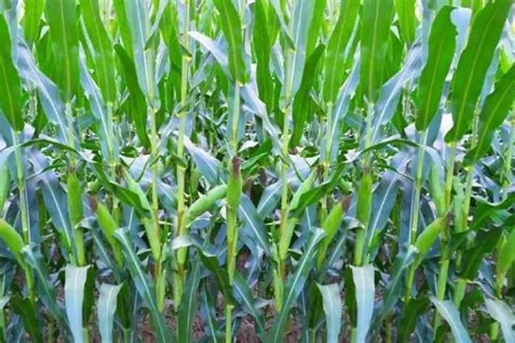 柴胡最怕什么肥料？