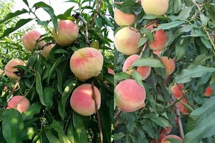 桃树的叶面肥有哪些