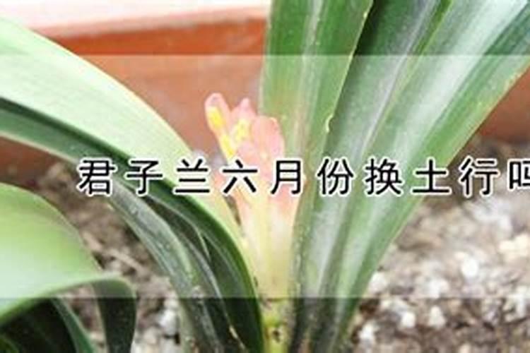 君子兰啥时候换土施肥最合适