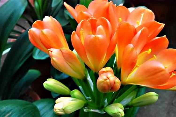 君子兰要在什么季节施肥