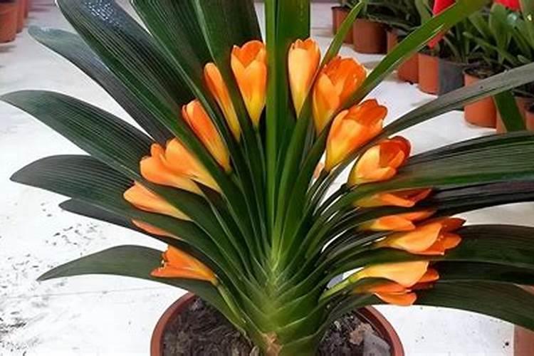 君子兰六月开花正常吗 君子兰六月开花的养护方法