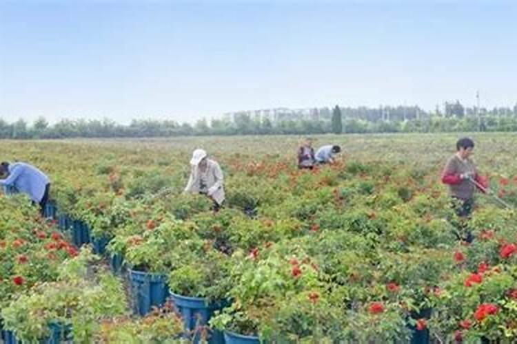 煮熟的黄豆怎么发酵做肥料