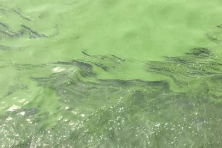 挪威雅苒肥效长吗