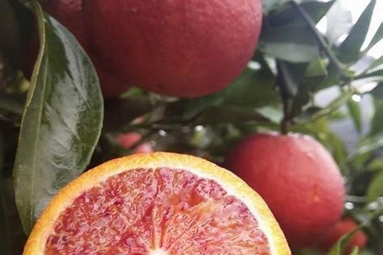 血橙是怎么种出来的