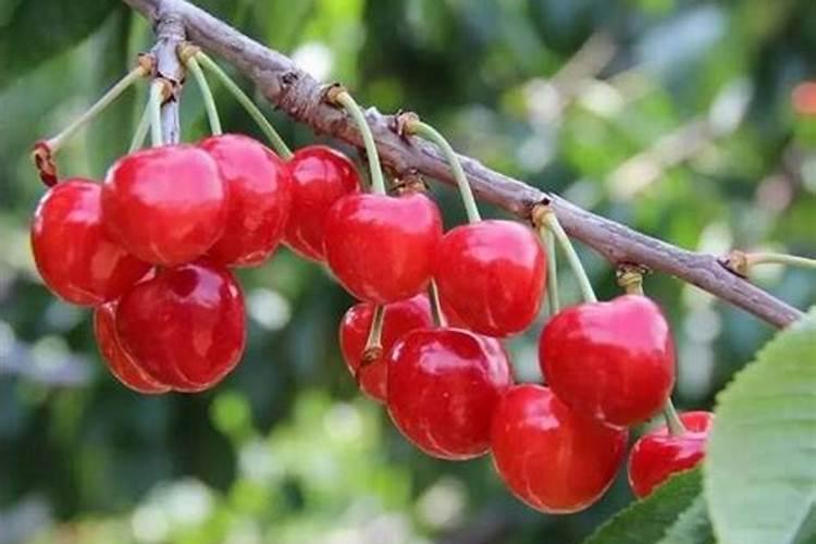 樱桃增甜最佳方法