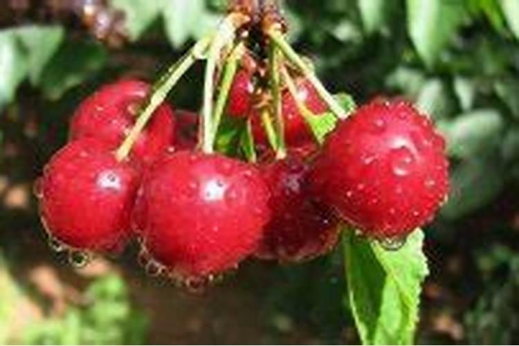 大樱桃果实膨大期施什么冲施肥