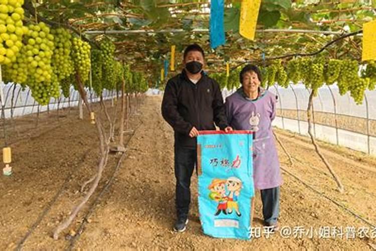 葡萄施肥距离根部多远,施肥的位置和深度