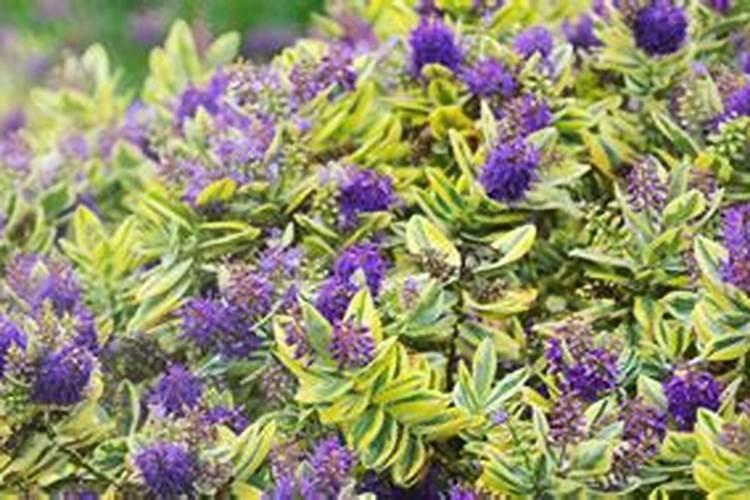 石榴盆栽需要施肥吗(石榴盆栽需要施肥吗)