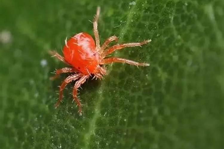 怎样确定火龙果搭架与种植密度