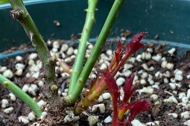 发酵黄豆肥料成分含量