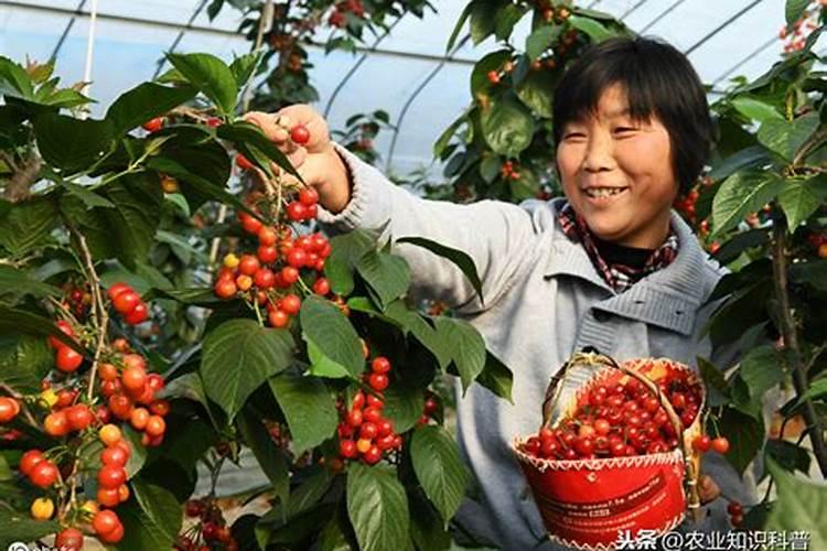 水稻一亩需要的氮磷钾